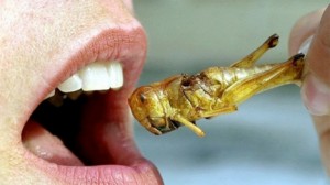 Micronutris, premier élevage d’insectes comestibles bio