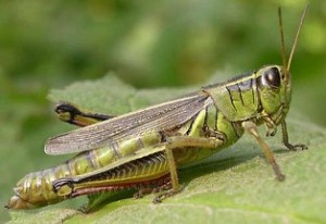 La sauterelle est un des insectes biologiques comestibles cacher